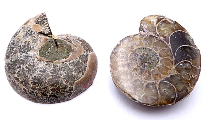 Ammonite For Fossil Jewellery