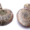 Ammonite For Fossil Jewellery