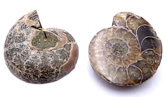 Ammonite For Fossil Jewellery
