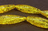 Long Tri-Tube Yellow Amber Beads - 36mm x 10mm