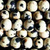 Happy Dalmatian Jasper Beads 4mm, 6mm or 8mm